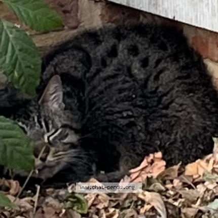 Foto 1/1 Gato encontrado Encontrado en Marcq