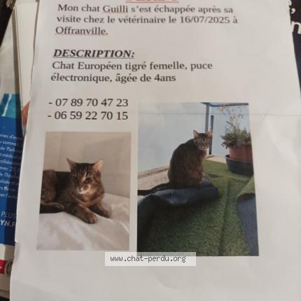 Foto 1/1 Guilli Chat perdido en Offranville