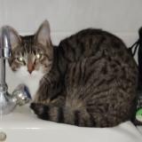 Foto de gato encontrado en Reims