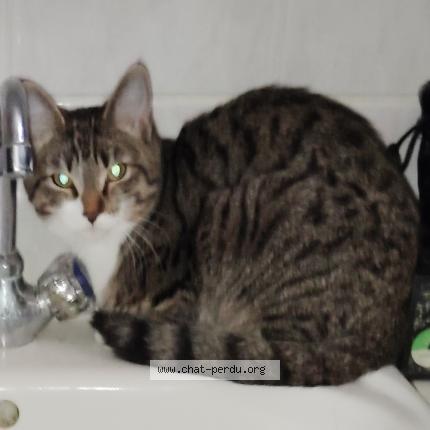 Foto 1/1 Gato encontrado Encontrado en Reims