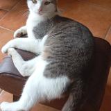 Foto del gato perdido en St Martin De La Place