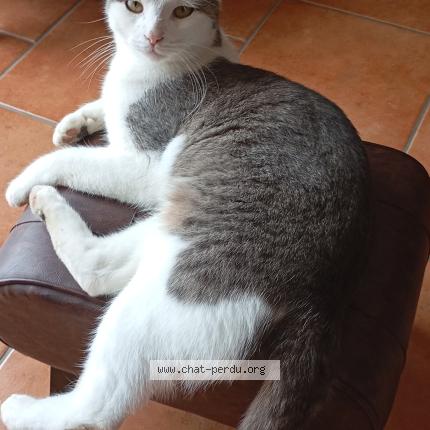 Foto 1/1 Angus Chat perdido en St martin de la place