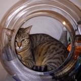 Foto del gato perdido en Verneuil Sur Avre