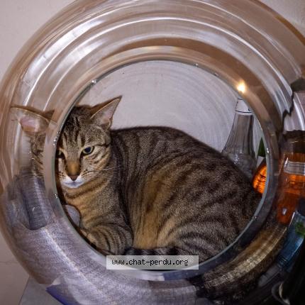 Foto 1/1 Catsby Chat perdido en Verneuil sur avre