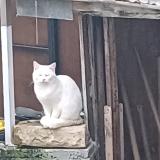 Foto de gato encontrado en Cran Gevrier