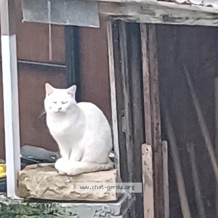 Foto 1/1 Gato encontrado Encontrado en Cran gevrier