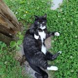 Foto del gato perdido en Marconnelle