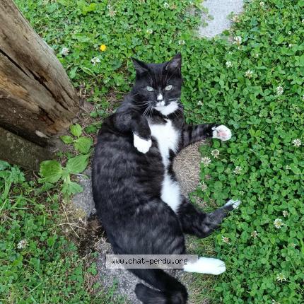 Foto 1/1 Grisette Chat perdido en Marconnelle