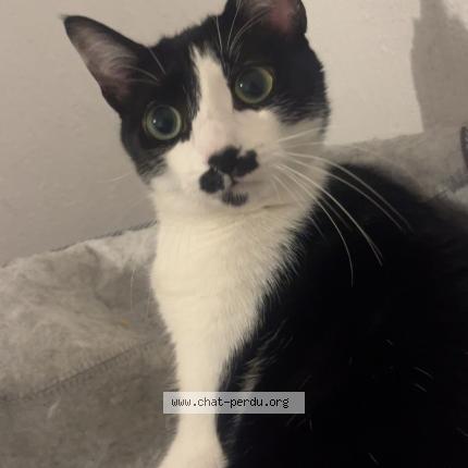 Foto 1/1 Galatea Chat perdido en Toulouse