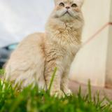 Foto del gato perdido en Saint Marguerite De L Autel