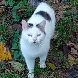 Foto de gato encontrado en Lacrost