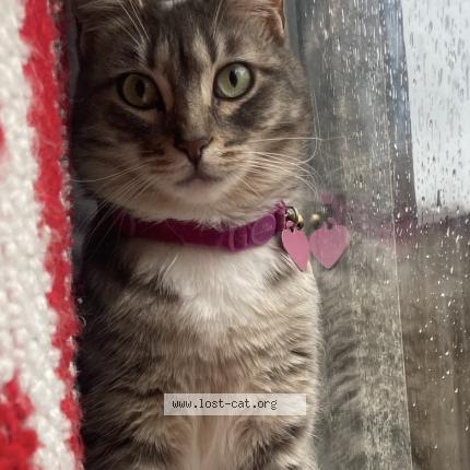 Foto 1/1 Bella Chat perdido en Sacramento