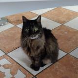 Foto del gato perdido en Pringy