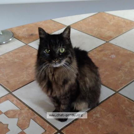 Foto 1/1 Chanel Chat perdido en Pringy