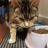 Foto de gato encontrado en Roche La Moliere