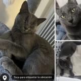 Foto del gato perdido en Dijon