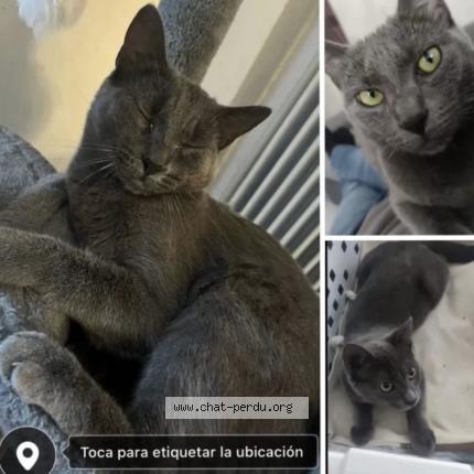 Foto 1/1 Baloo Chat perdido en Dijon