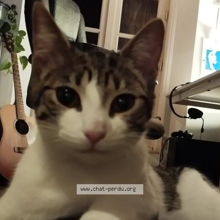 Foto 2/2 Gato encontrado Encontrado en Angouleme