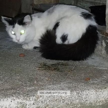 Foto 1/1 Gato encontrado Encontrado en Pezenas