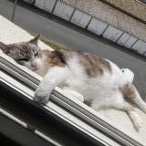 Foto del gato perdido en Saint Brieuc