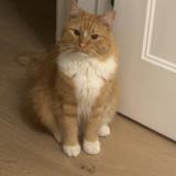 Foto del gato perdido en Laval