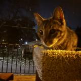 Foto de gato encontrado en St Louis