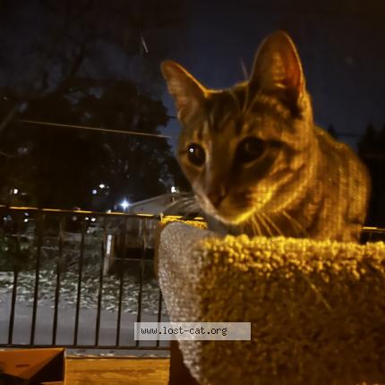 Foto 1/1 Gato encontrado Encontrado en St louis