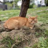 Foto del gato perdido en Kent