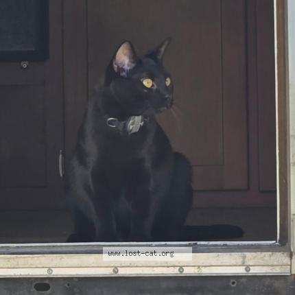 Foto 1/1 Stormy Chat perdido en Auburn