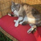 Foto del gato perdido en Payzac