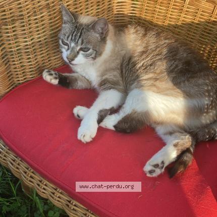 Foto 1/1 Arya Chat perdido en Payzac