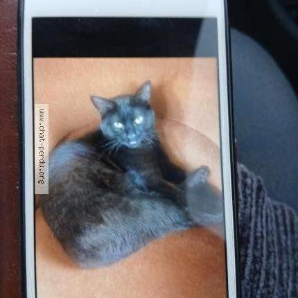 Foto 1/1 Cambouy Chat perdido en Blet