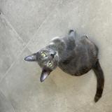 Foto del gato perdido en Pignan