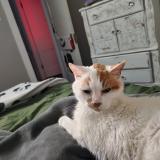 Foto de gato encontrado en St Louis