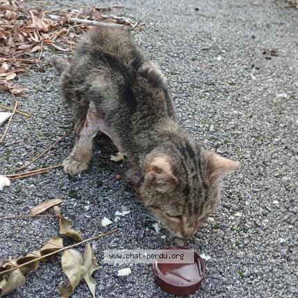 Foto 1/1 Gato encontrado Encontrado en Treffort