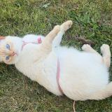 Foto del gato perdido en La Selle Craonnaise