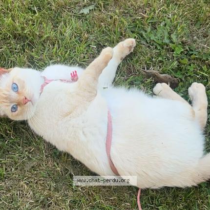 Foto 1/1 Nylha Chat perdido en La selle craonnaise