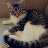 Foto del gato perdido en Dourdan