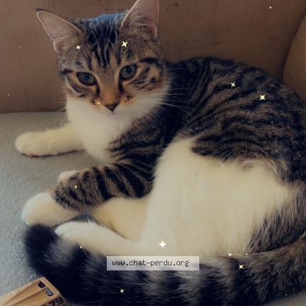 Foto 1/1 Caline Chat perdido en Dourdan