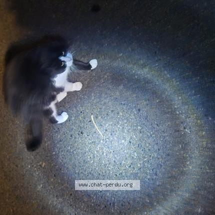 Foto 1/1 Gato encontrado Encontrado en Abbeville