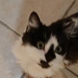 Foto del gato perdido en Aubiere