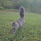 Foto del gato perdido en Verel Pragondran