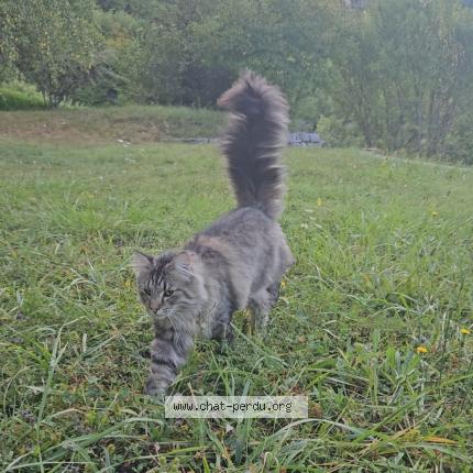 Foto 1/1 Uno Chat perdido en Verel pragondran