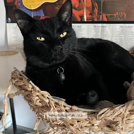 Foto 1/1 Pablo Chat perdido en Auvers sur oise