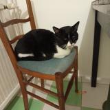 Foto de gato encontrado en Clermont Ferrand