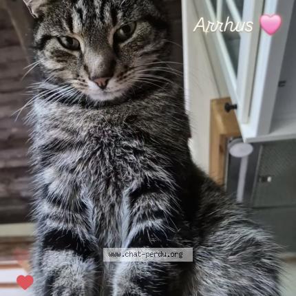 Foto 1/1 Arrhus Chat perdido en Casteau