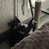 Foto del gato perdido en Montpellier