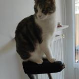 Foto del gato perdido en Grenoble