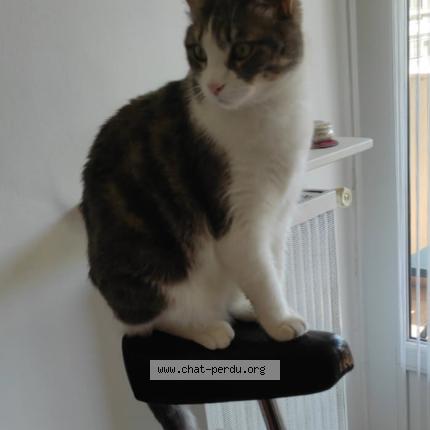 Foto 1/1 Gato encontrado Perdido en Grenoble