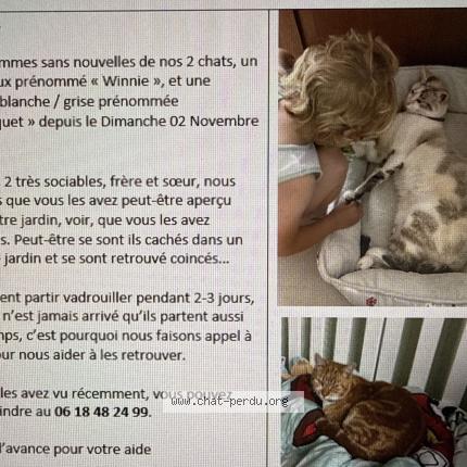 Foto 1/1 Winnie Chat perdido en Chateau guibert la mainborgere